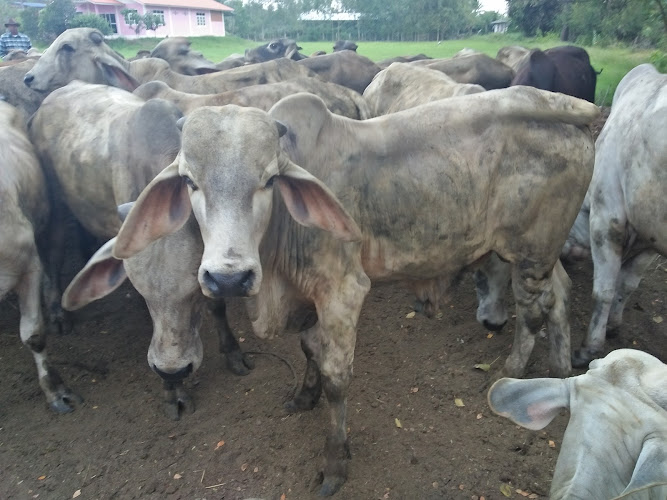 วัดโคกโบสถ์, อำเภอสรรพยา, ชัยนาท